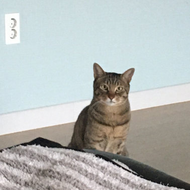 앞을 바라보는 고양이